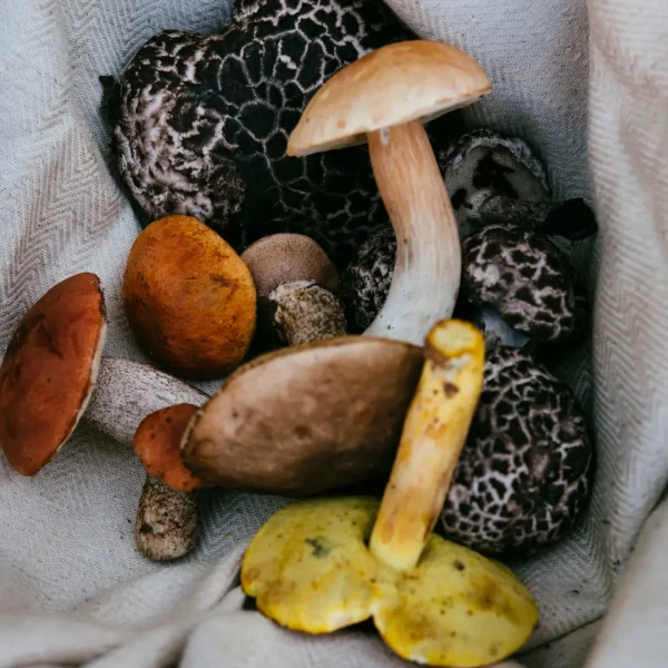 Champignons frais Magasin de l'Abbaye Instagram Réverbère