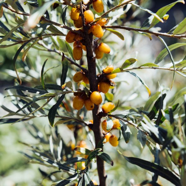 Fruits de première qualité Magasin de l'Abbaye Instagram Réverbère