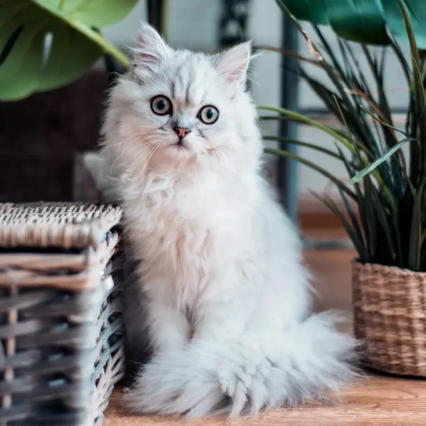 Chat blanc regard fixé Les Pattes Jaunes