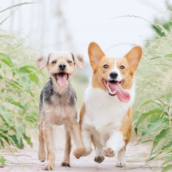 Deux chiens souriant qui courent Les Pattes Jaunes