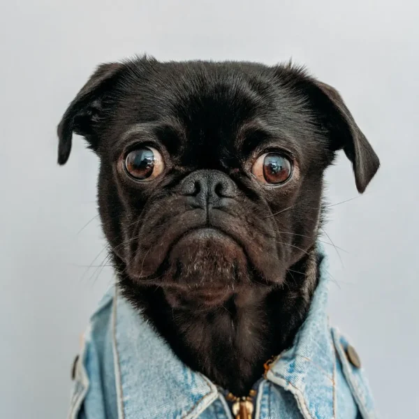 Chien noir Les Pattes Jaunes