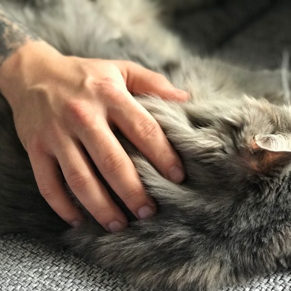 Main caresse un chat gris