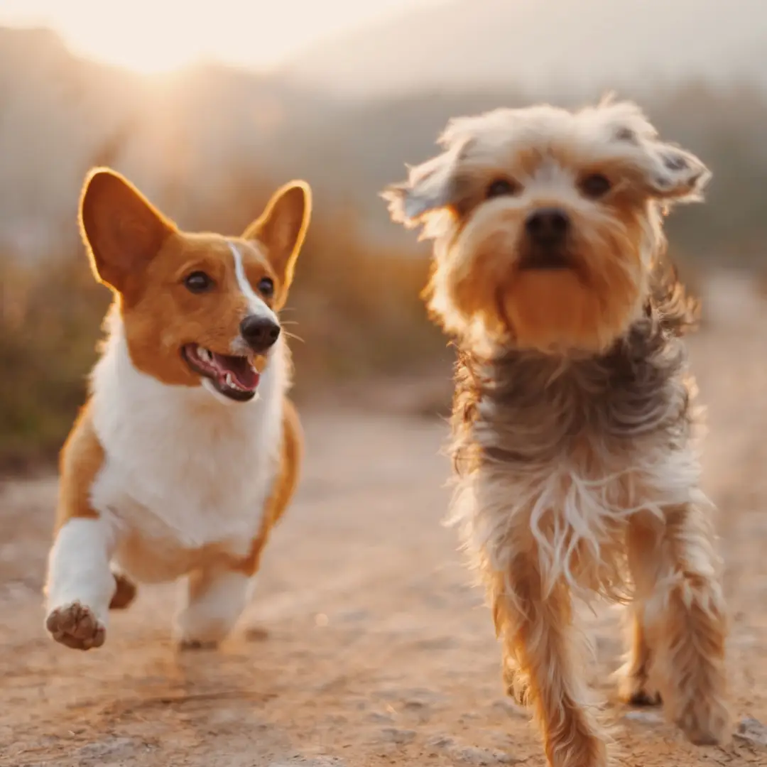 Deux chiens sur une terre déserte